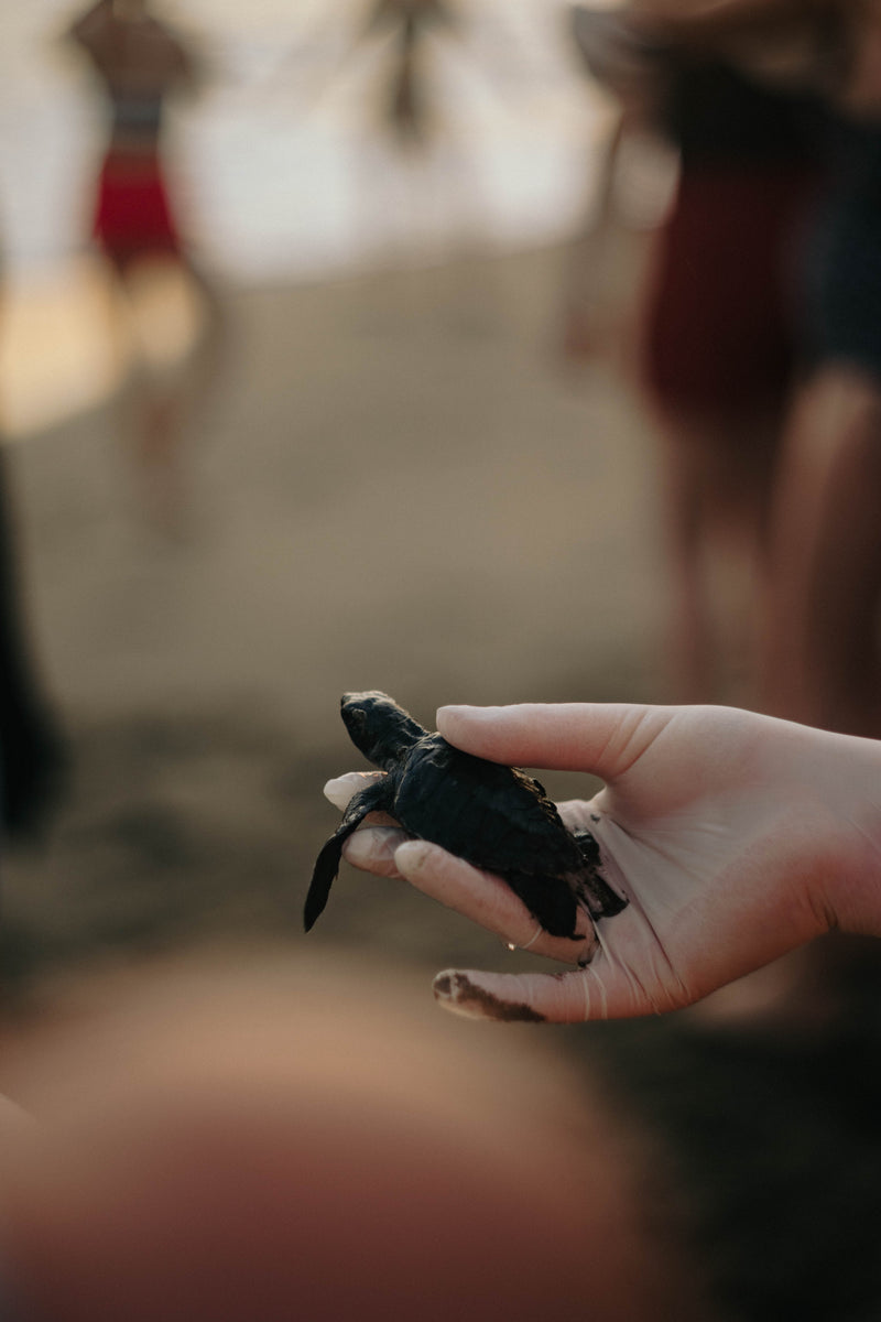Turtle Release
