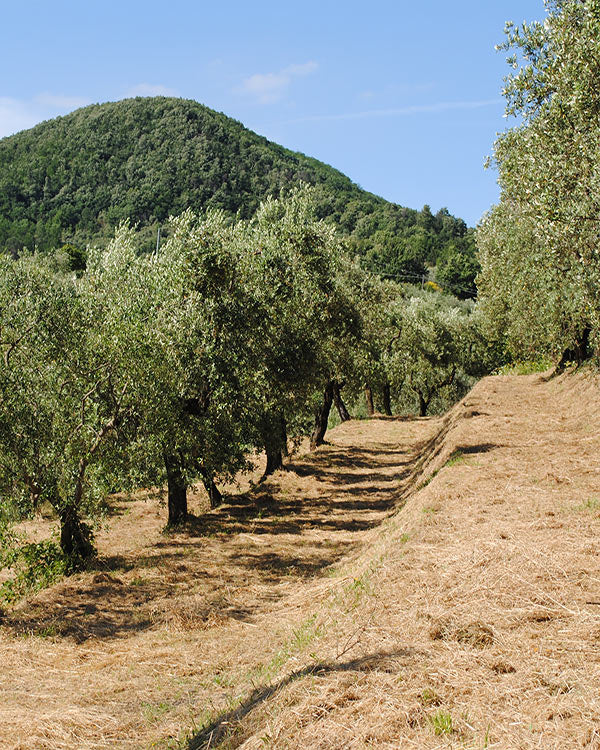 Olive Oil Experience